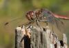 Sympetrum striolatum